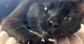marina pet sitter à ST JORIOZ 74410_2