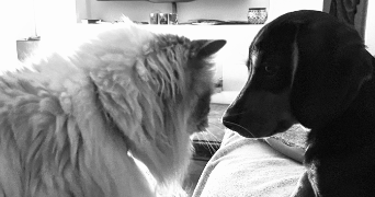 victoire pet sitter à TASSIN LA DEMI LUNE 69160_0