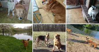 pascale pet sitter à SENONCHES 28250_3