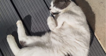 luna pet sitter à MAROLLES EN BRIE 94440_1