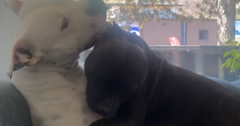 nell pet sitter à SALLANCHES 74700_0