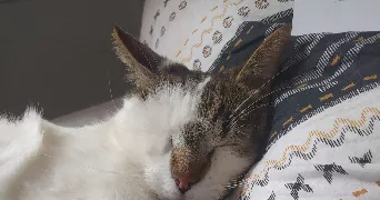 Mylene pet sitter à LE PUY EN VELAY 43000