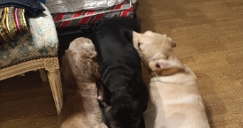 sophie pet sitter à PARIS 15 75015_4