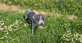 sylvie pet sitter à MONNEVILLE 60240