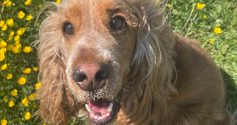 jeanne pet sitter à RENNES 35000_6