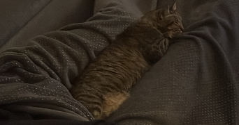 isabelle pet sitter à BRON 69500_2