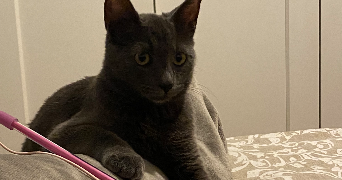 kahina pet sitter à Paris 75020_3