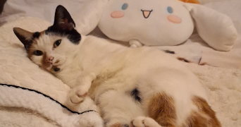 elena pet sitter à NOISY LE ROI 78590_2