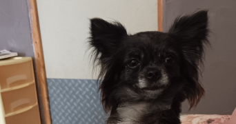 laura dog sitter à MISSILLAC 44780_2