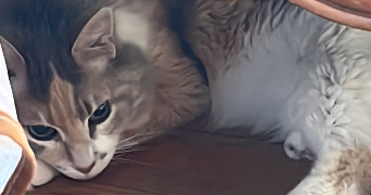 celia pet sitter à PARIS 20 75020_3