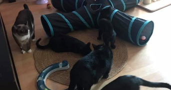 Linda pet sitter à Varangéville 54110_4