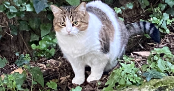 badra pet sitter à Aubagne 13400_3