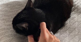 clara pet sitter à PARIS 10 75010_2