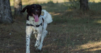 laure pet sitter à GUJAN MESTRAS 33470_6