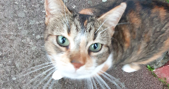 hanna pet sitter à MALVILLE 44260_2