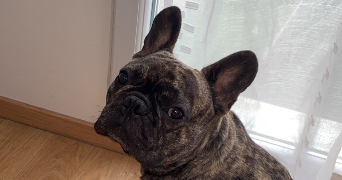 léa pet sitter à BEZANNES 51430_6