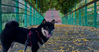 loeva pet sitter à TOULOUSE 31100_5