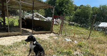 jimmy pet sitter à ST GOAZEC 29520_3