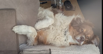 camille pet sitter à MELUN 77000_3