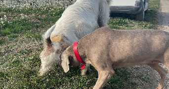 léna pet sitter à CAMARET SUR AIGUES 84850_3