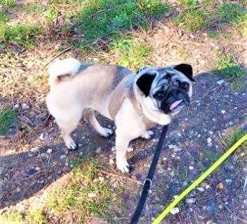 corinne  pet sitter à Maisons-Laffitte 78600_1