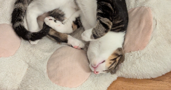 delphine pet sitter à Sèvres 92310_5