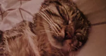 mélodie pet sitter à ST JEAN DE MONTS 85160