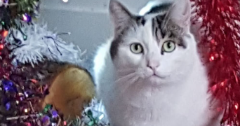laurence pet sitter à PARIS 20 75020_2