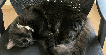 susy pet sitter à ARGONAY 74370_1