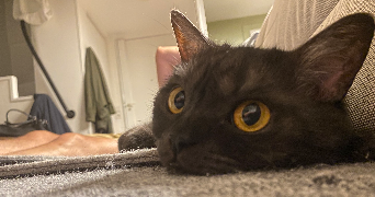 sofia pet sitter à NOISY LE GRAND 93160_2