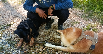 yacine pet sitter à GRABELS 34790_9