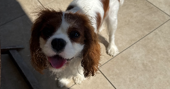 léa pet sitter à LES OLLIERES SUR EYRIEUX 07360_1