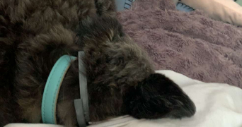 roselin pet sitter à MONTIGNY LES CORMEILLES 95370_1