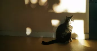 hanna pet sitter à ANNEMASSE 74100