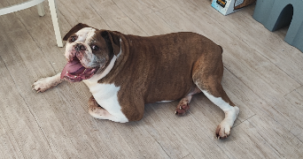 lissandra pet sitter à Tucquegnieux 54640_1