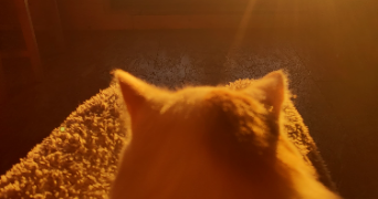 roxanne pet sitter à GUILHERAND GRANGES 07500_5