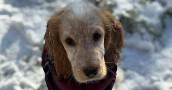 oceane pet sitter à FONDETTES 37230_1