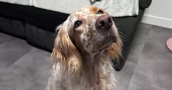 marianne pet sitter à DRAVEIL 91210