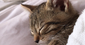 massaro pet sitter à DECINES CHARPIEU 69150_1