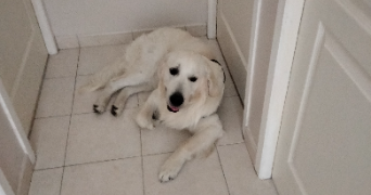 barbara pet sitter à ORMES 45140_8