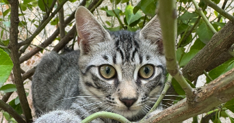 yasmine cat sitter à ST MAUR DES FOSSES 94100_1