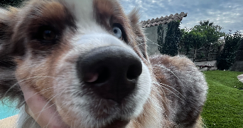 clémentine pet sitter à SIX FOURS LES PLAGES 83140_1