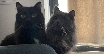 léna pet sitter à CHAMPIGNEULLES 54250_1