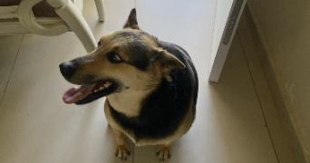 boutaina pet sitter à METZ 57070_3