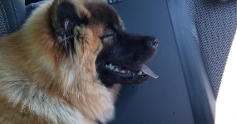 daniel pet sitter à FRASNE 25560_1