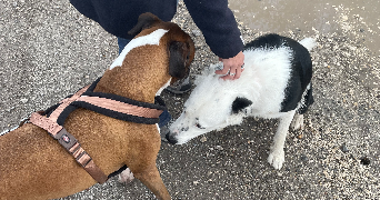 thibault pet sitter à BLANQUEFORT 33290_4