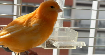 ruimin pet sitter à PARIS 13 75013_2