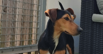 jade pet sitter à NANTES 44000_4