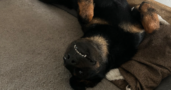 laure pet sitter à BUCY LE ROI 45410_3