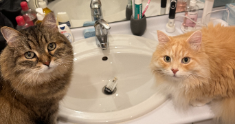 fantine pet sitter à LE PERREUX SUR MARNE 94170_2